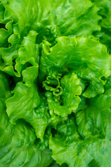 Fresh green healthy salad, close-up.  Leaves background