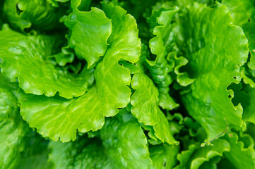 Fresh green healthy salad, close-up.  Leaves background