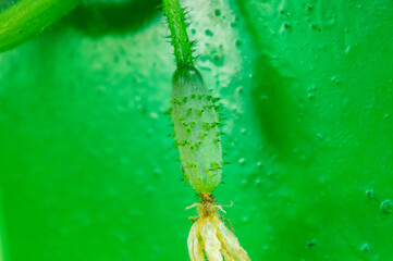 Small green cucumber gherkin growing on a branch