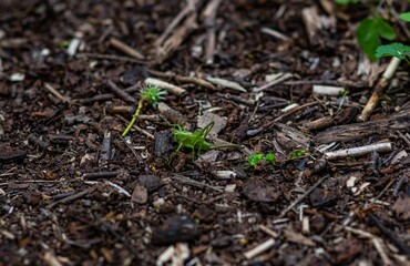 mantis on the ground