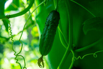 Obraz premium Small green cucumber gherkin growing on a branch