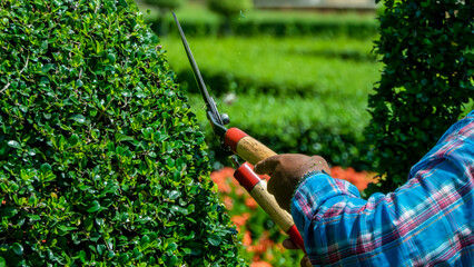 Scissors to cut the grass that is pruning the trees
