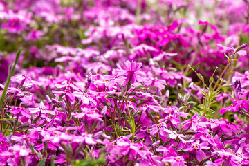 Small pink flowers on a blurred background