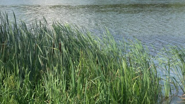 Brzeg jeziora obrośnięty trzciną. Toń jeziora faluje. Wiatr pochyla trzciny. Letni dzień na jeziorem. Dziki brzeg.