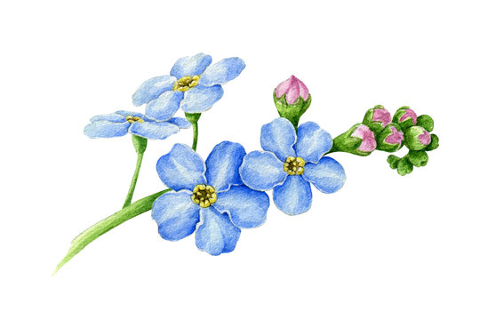 Blue forget-me-not flower with buds watercolor illustration. Hand drawn myosotis meadow herb botanical element. Tender spring romantic blooming flowers on the stem isolated on white background