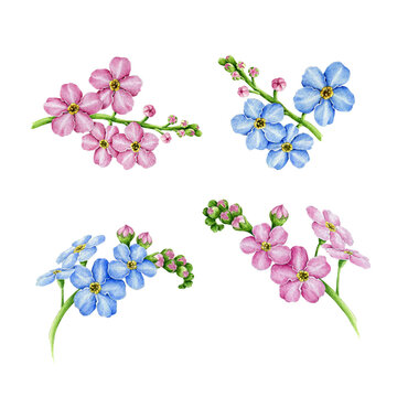 Pink and blue forget-me-not flowers watercolor illustration set. Hand drawn myosotis meadow herb botanical plant element. Tender spring romantic blooming flowers collection on white background