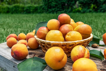 Apricots in a basket on wooden boards outdoors on a background of green grass, picnic time and family vacation. Fresh fruit concept.