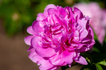 Blooming peonies close-up on the background of a blooming field