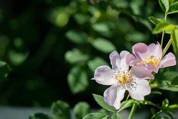 Obraz premium Delicate white and pink flowers on a branch of a shrub. Blooming rosehip
