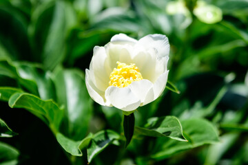 Bush with one large delicate white peony flower in a British cottage style garden in a sunny spring day, beautiful outdoor floral background photographed with selective focus.