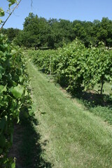 Fototapeta na wymiar Missouri Vineyard 2020 I 