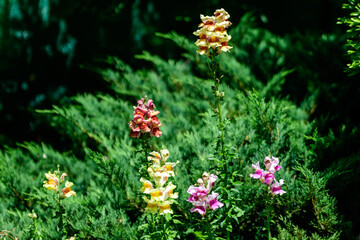 Vivid pink, yellow and orange dragon flowers or snapdragons or Antirrhinum in a sunny spring garden, beautiful outdoor floral background photographed with soft focus.