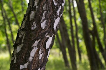 tree trunk in the forest
