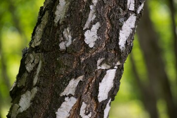 tree bark texture