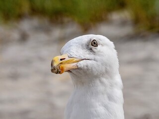 Seagull