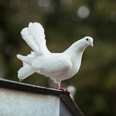 white pigeon in the park