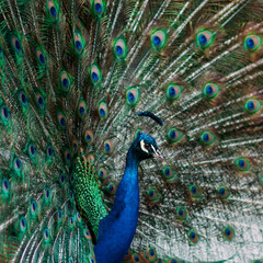 Naklejka na ściany i meble peacock showing its feathers in the park