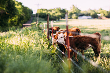 brown cows grazing on a green meadow with sunny day