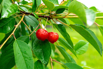 cherry on a branch