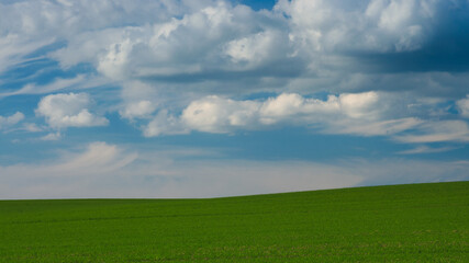 Fototapeta premium zielone pole pod błękitnym niebem