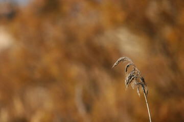 Espiga solitaria de carrizo con carrizal de fondo.