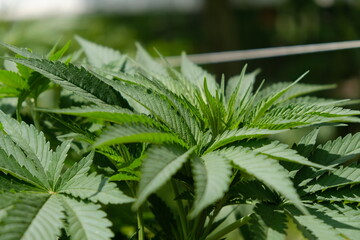 green cannabis leaf, indica vegetative growth stage