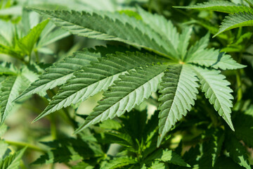 Naklejka na ściany i meble green cannabis leaf, indica vegetative growth stage close up