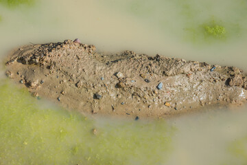 Mud ponds with waste water are covered with moss and methane gas bubbles spread across the water...