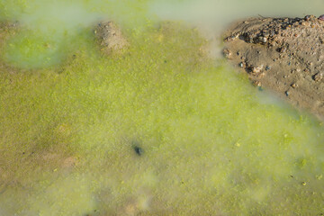 Mud ponds with waste water are covered with moss and methane gas bubbles spread across the water...