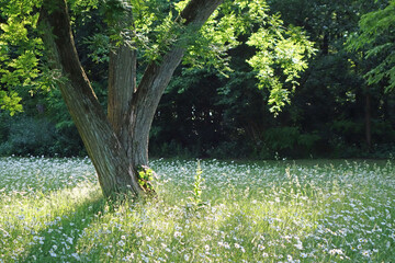 Baum auf Wildblumenwiese im Hamburger Volkspark