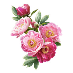 Fototapeta na wymiar Pink peonies isolated on white background. Floral arrangement, bouquet of garden flowers. Can be used for invitations, greeting, wedding card.