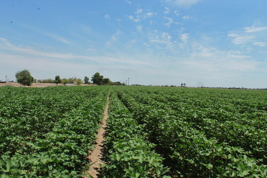 Cultivo de algod&oacute;n en Baja California 