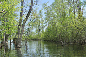 Fototapeta premium High river