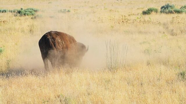 Antelope Island in Utah, USA with one bison animal playing in dust bath wallowing pawing walking in state park near Great Salt Lake City 