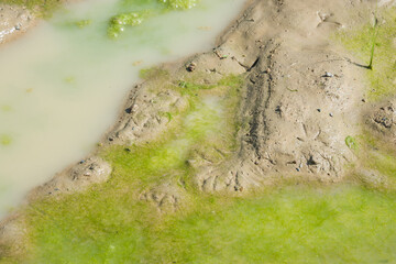 Mud ponds with waste water are covered with moss and methane gas bubbles spread across the water...
