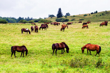 Rural landscape with horses being grazed on a pasture in Beskid Niski mountain range. Poland. Konik polski or kon polski is the name of the horse species © Milosz Maslanka
