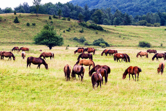 Rural landscape with horses being grazed on a pasture in Beskid Niski mountain range. Poland. Konik polski or kon polski is the name of the horse species
