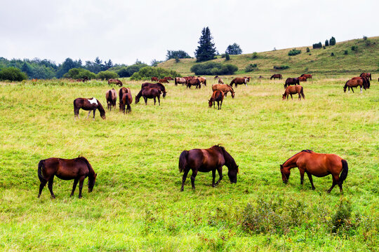 Rural landscape with horses being grazed on a pasture in Beskid Niski mountain range. Poland. Konik polski or kon polski is the name of the horse species