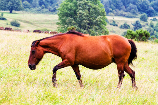 Rural landscape with horses being grazed on a pasture in Beskid Niski mountain range. Poland. Konik polski or kon polski is the name of the horse species