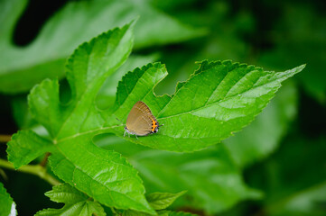 桑の葉の上のミヤマカラスシジミ