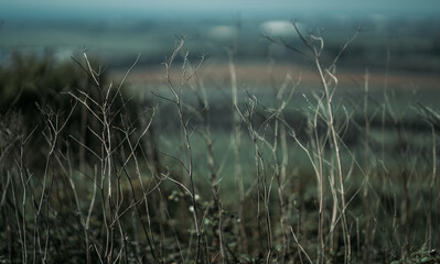 Landscape with close up of dry plants