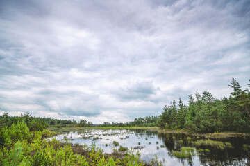 Forest swamp on a cloudy day