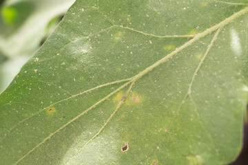green leaf macro