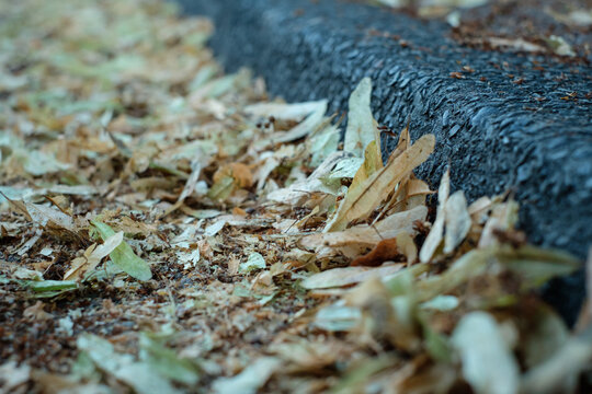 Dried lime blossoms and kurb close-up
