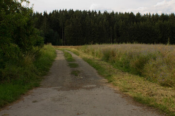 Fototapeta na wymiar Ein Waldweg an einer grünen Wiese , im Hintergrund sind Bäume zu sehen