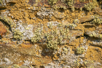 Vegetation on the stone wall
