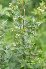 Beautiful green bush growing in the garden. Blackberries growing plant
