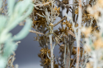 Large tan and brown spider camouflaged in sagebrush