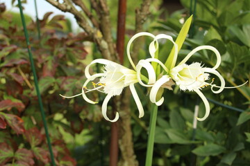 Garden amaryllis (Crinum x powellii) in white