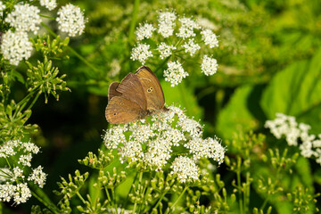butterflies on white flowers feed on sweet nectar
